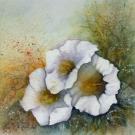 134__zwei Wicken__Aquarell__40 x 60cm__Preis Fr. 320.-__.jpg